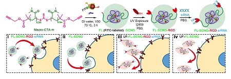   
		The conformation-dependent cellular entry of the supramolecular ADA@CD-SCNGs.	 
